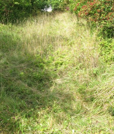 Pokosy trávy